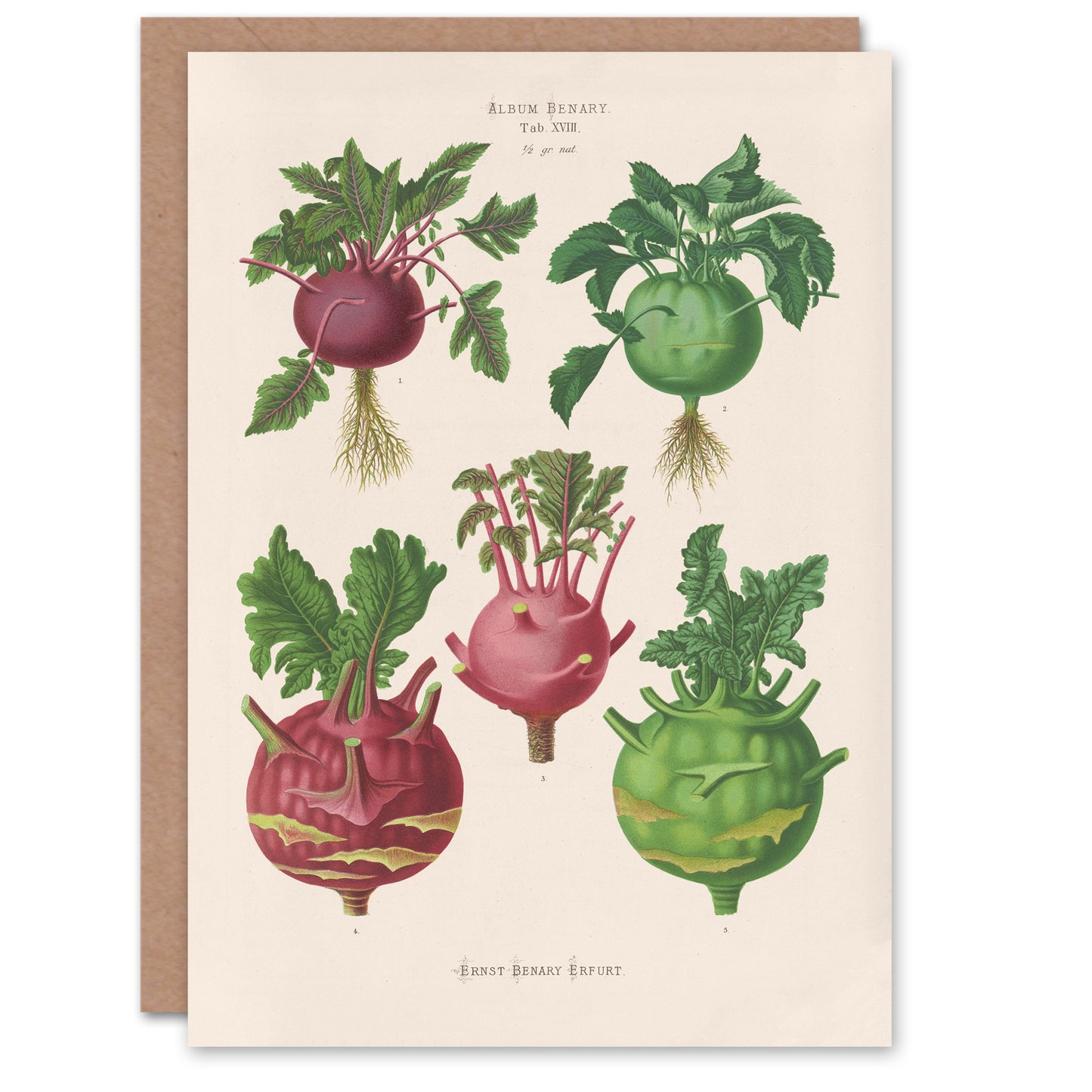 Ernst Benary Art Card Kohlrabi Turnip Cabbage Varieties