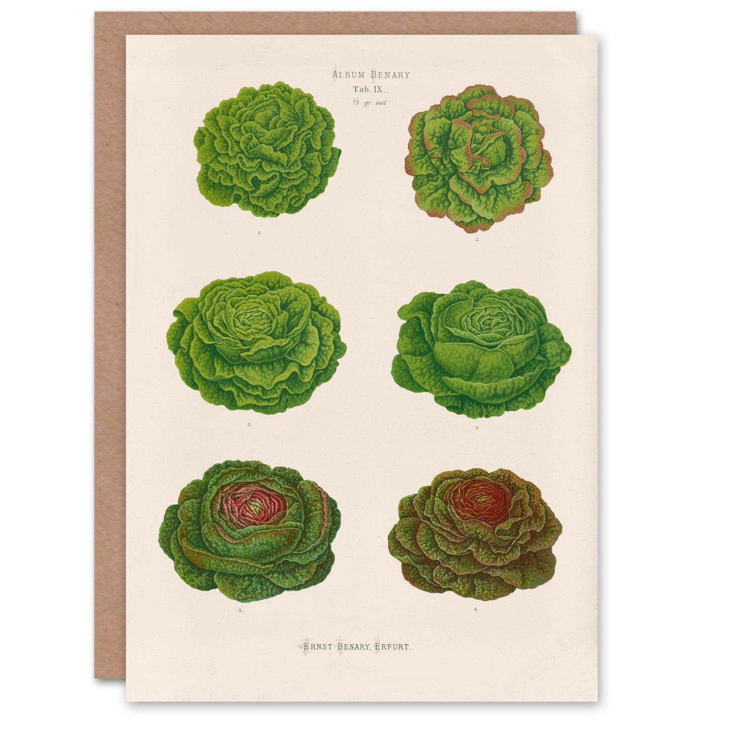 Ernst Benary Art Card Lettuce and Cabbage Varieties