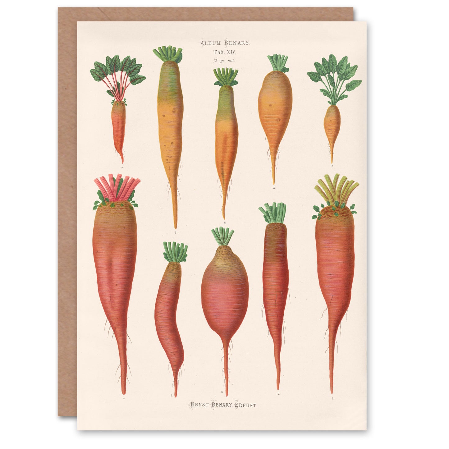 Ernst Benary Art Card Mangold Wurzels Field Beet Varieties