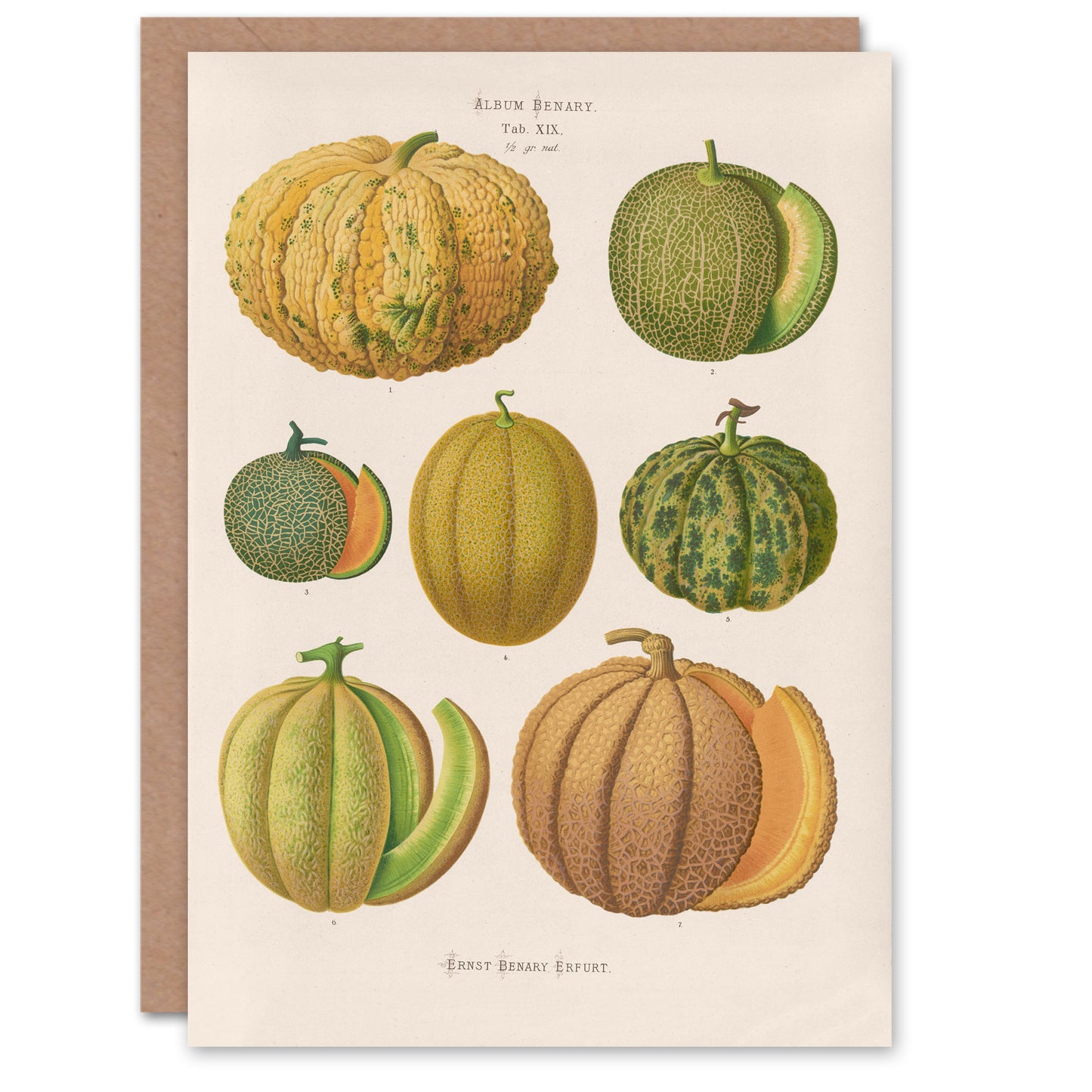 Ernst Benary Art Card Melon Varieties Vintage Illustration