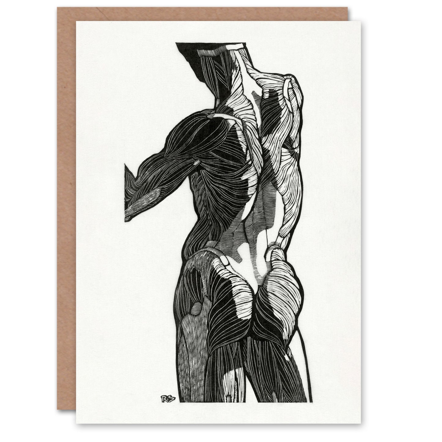 Reijer Stolk Art Card Anatomical Study Of Gluteal Muscles