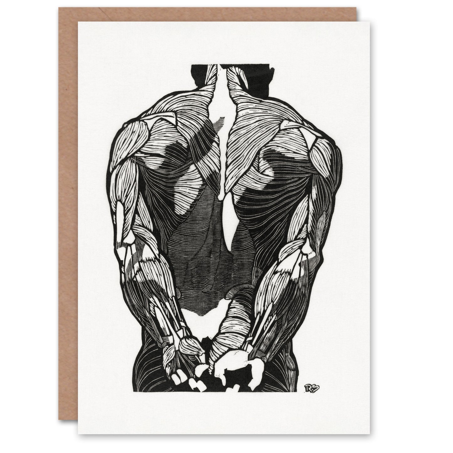Reijer Stolk Art Card Anatomical Study Of Mans Back Muscles
