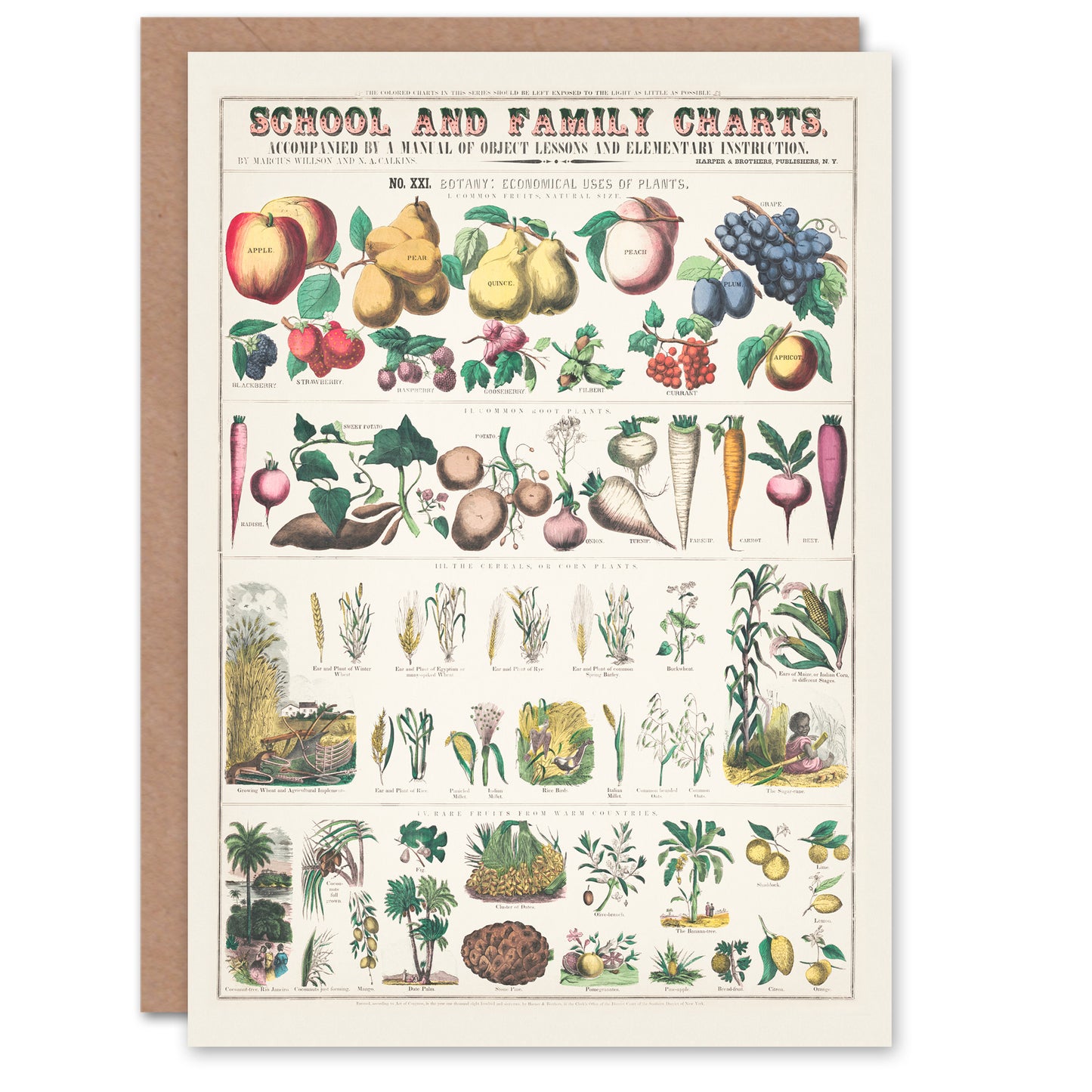 Willson and Calkins Art Card School And Family Charts No XXI