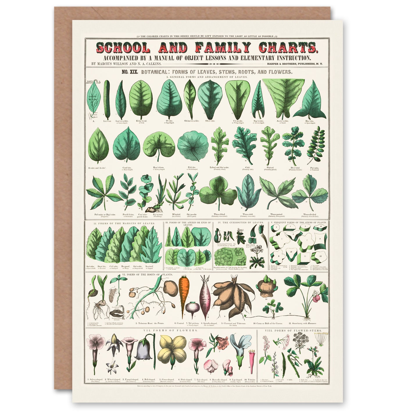 Willson and Calkins Art Card Chart No XIX Vintage Botanical