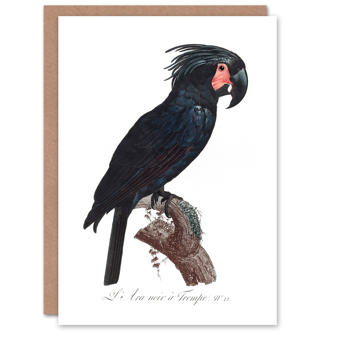 Francois Levaillant Art Card Black Palm Cockatoo Parrot