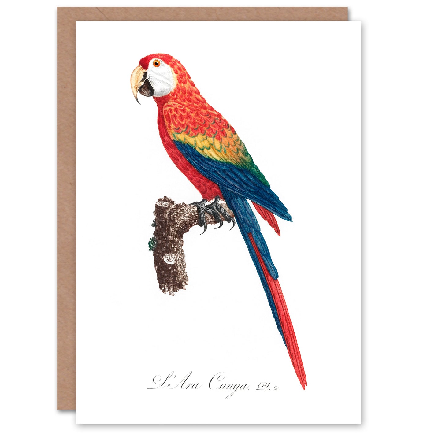Francois Levaillant Art Card Scarlet Macaw Parrot