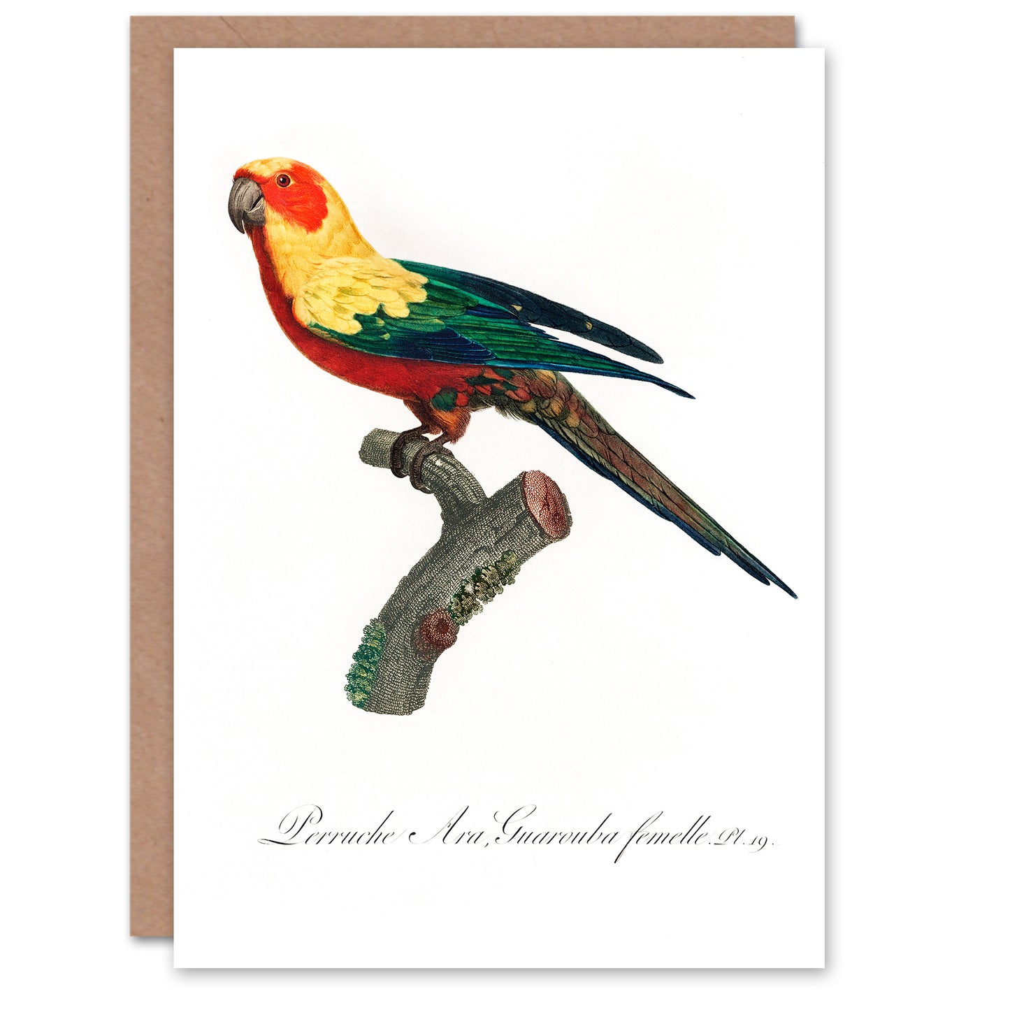 Francois Levaillant Art Card The Sun Parakeet Parrot