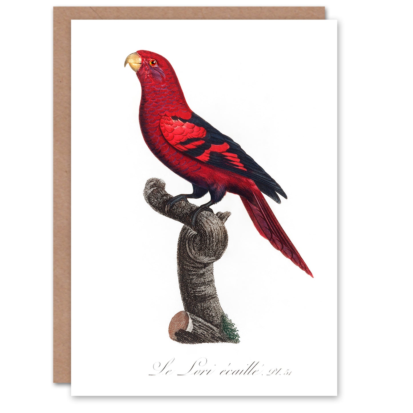 Francois Levaillant Art Card The Violet Necked Lory Parrot