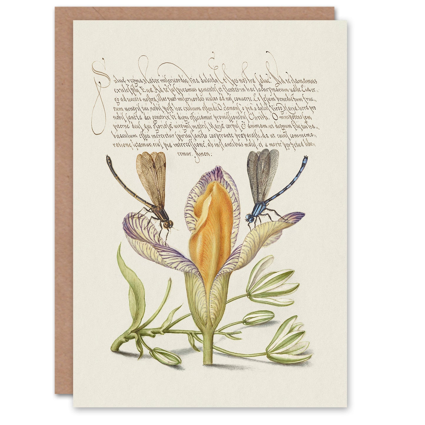 Model Book of Calligraphy Art Card Damselflies on Spanish Iris