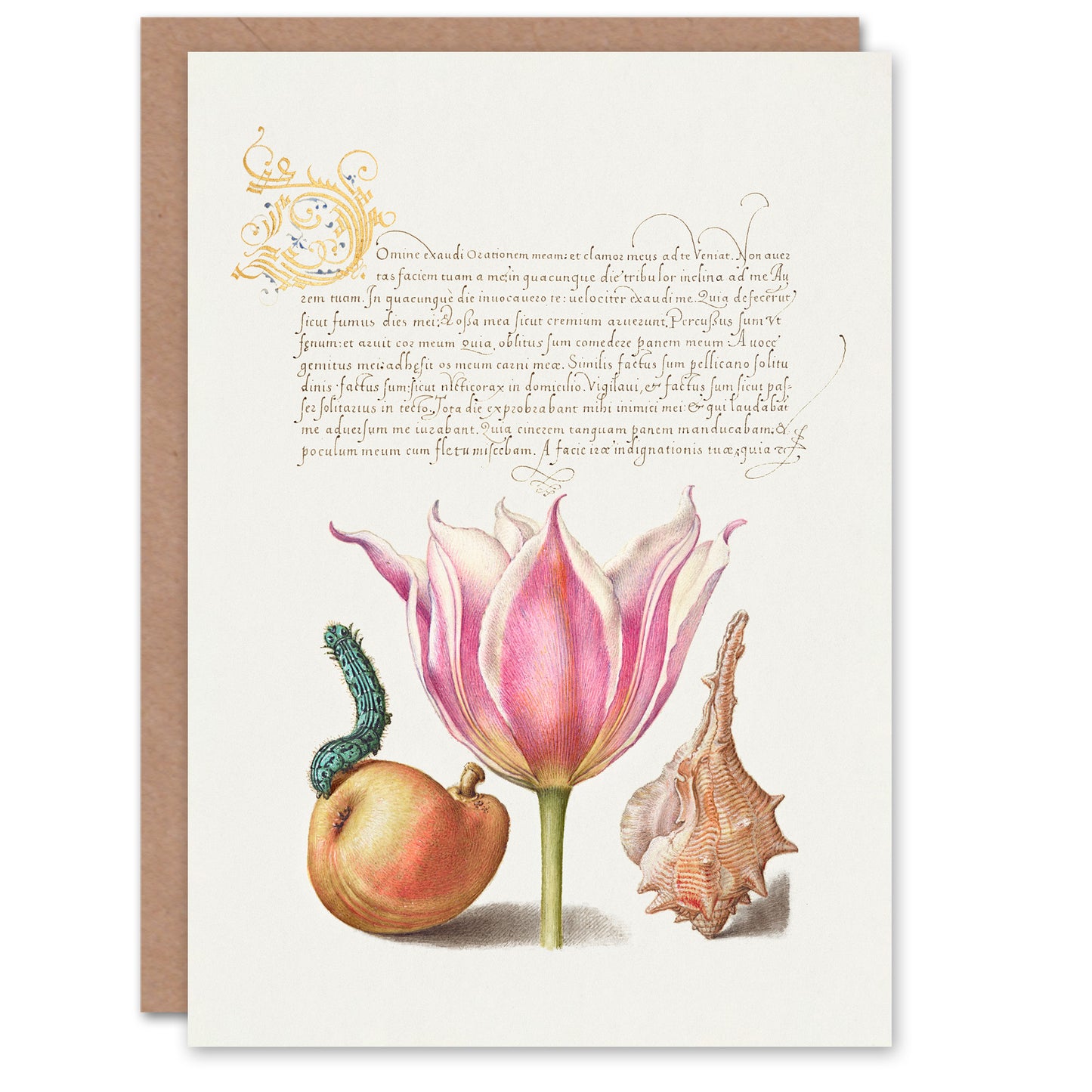 Model Book of Calligraphy Art Card Pear Pink Tulip and Seashell
