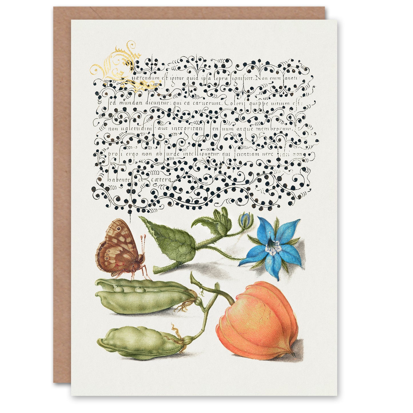 Model Book of Calligraphy Art Card Talewort Pea and Lantern Plant