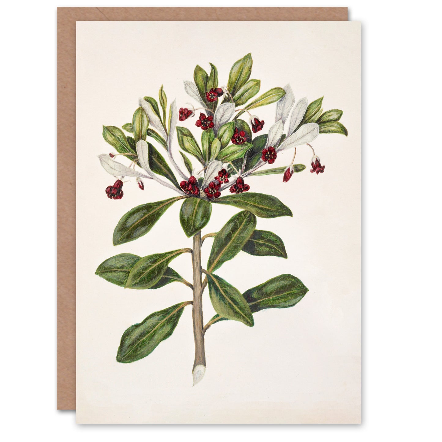Sarah Featon Art Card New Zealand Kohuhu and Karo Plant