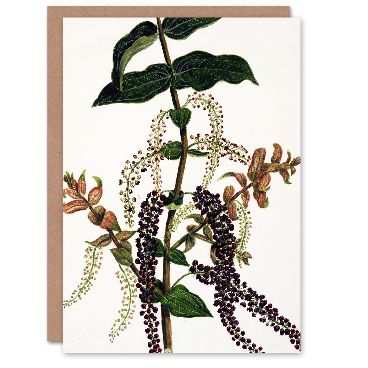 Sarah Featon Art Card New Zealand Tutu Plant Vintage Illustration
