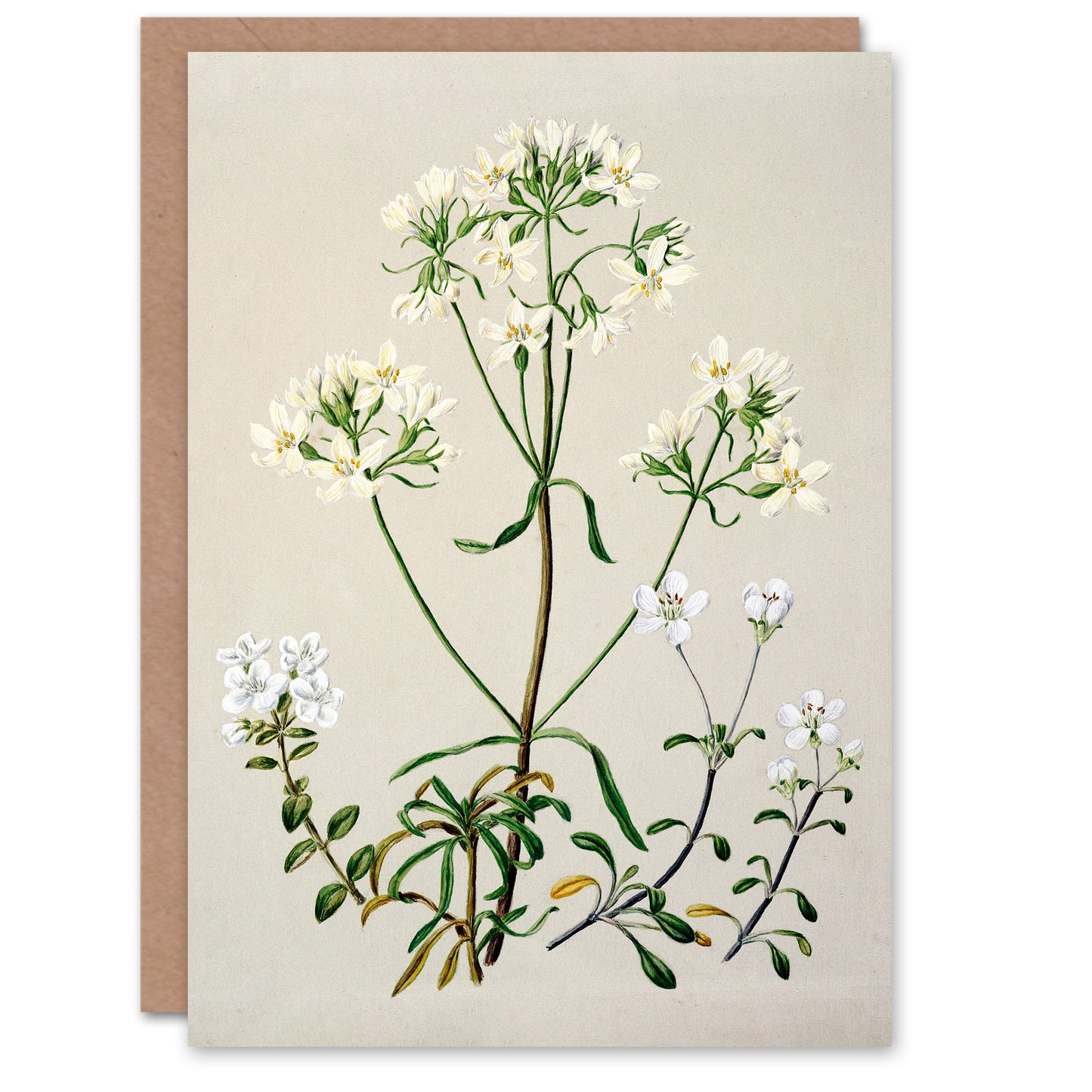Sarah Featon Art Card New Zealand White Gentiana Flowers