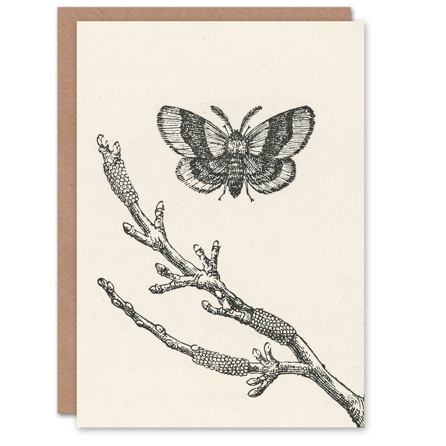 John Wright Art Card Fruit Growers Guide Lackey Moth