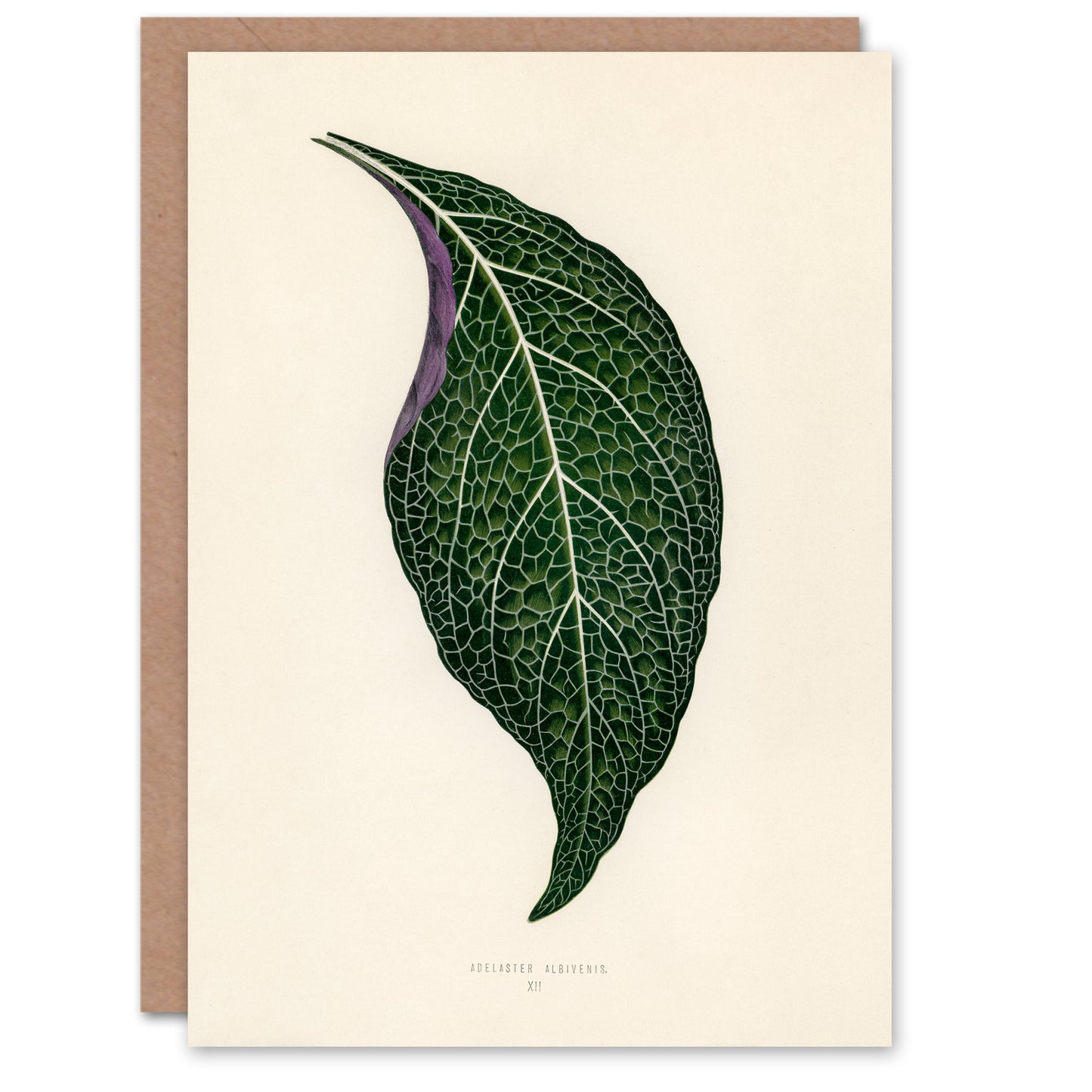 Fawcett Art Card Vintage Botanical Adelaster Albivenis Leaf