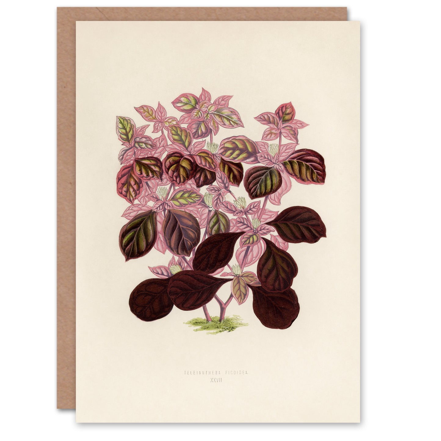 Fawcett Art Card Joyweed Plant Vintage Botanical Illustration