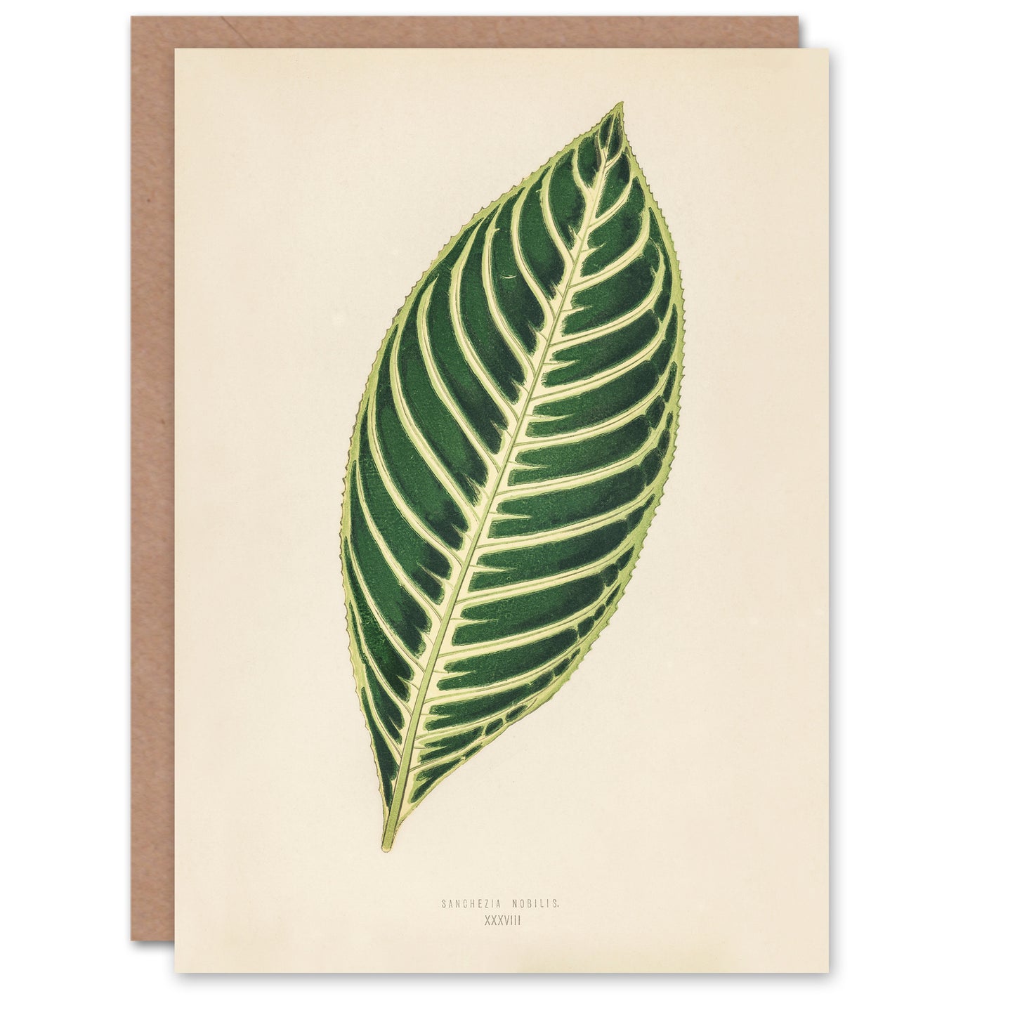 Benjamin Fawcett Art Card Vintage Botanical Tiger Plant Leaf