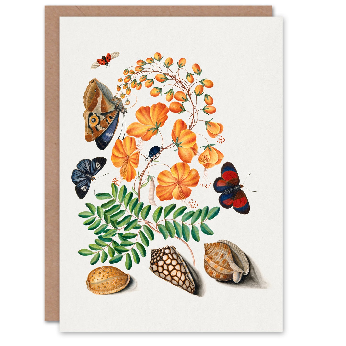 James Bolton Art Card Flowers Butterflies and Seashells