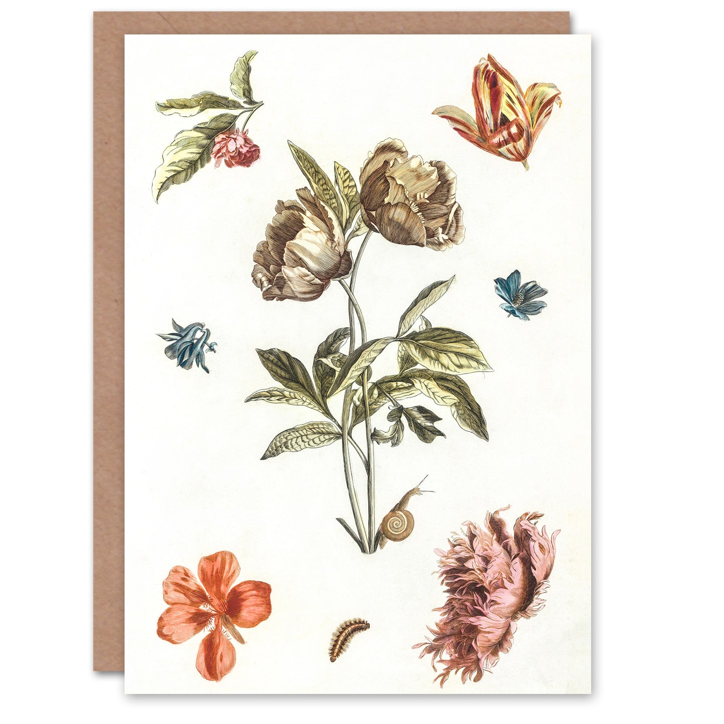 Johan Teyler Art Card Flowers Snail and a Caterpillar