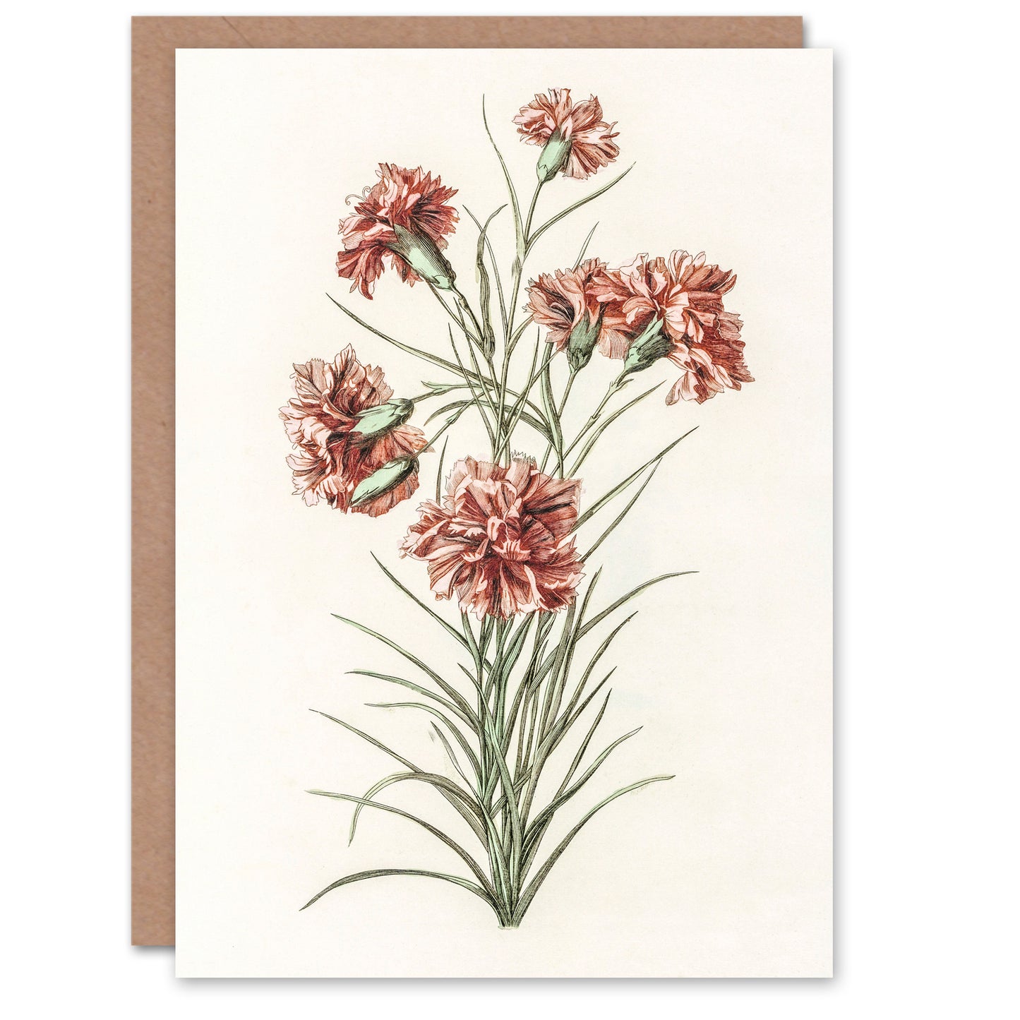 Johan Teyler Art Card Six Carnations Vintage Illustration