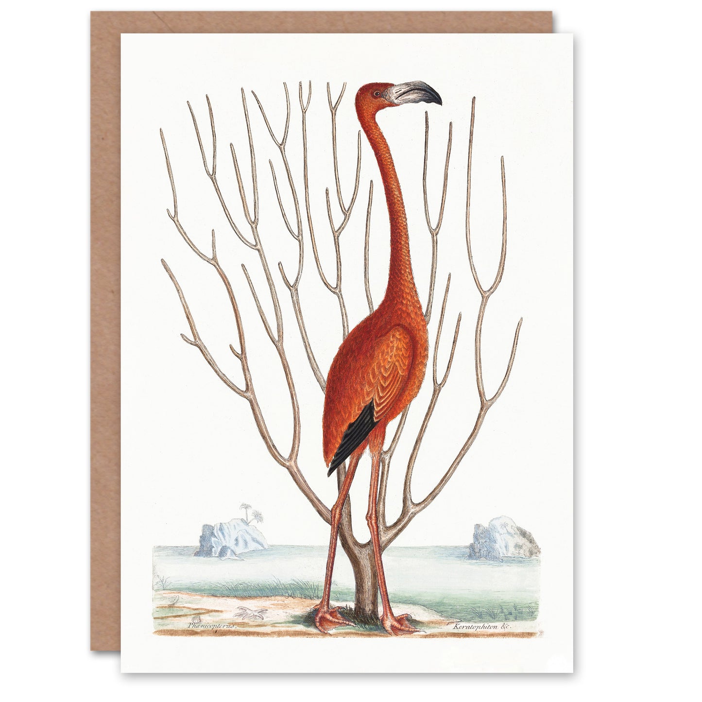 Mark Catesby Art Card Flamingo Bird Vintage Illustration