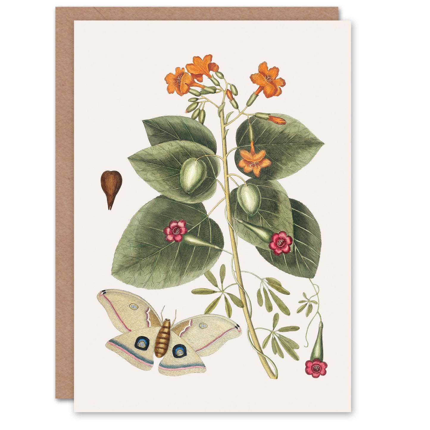 Catesby Art Card Great Moth Tievine and Geiger Tree Flowers