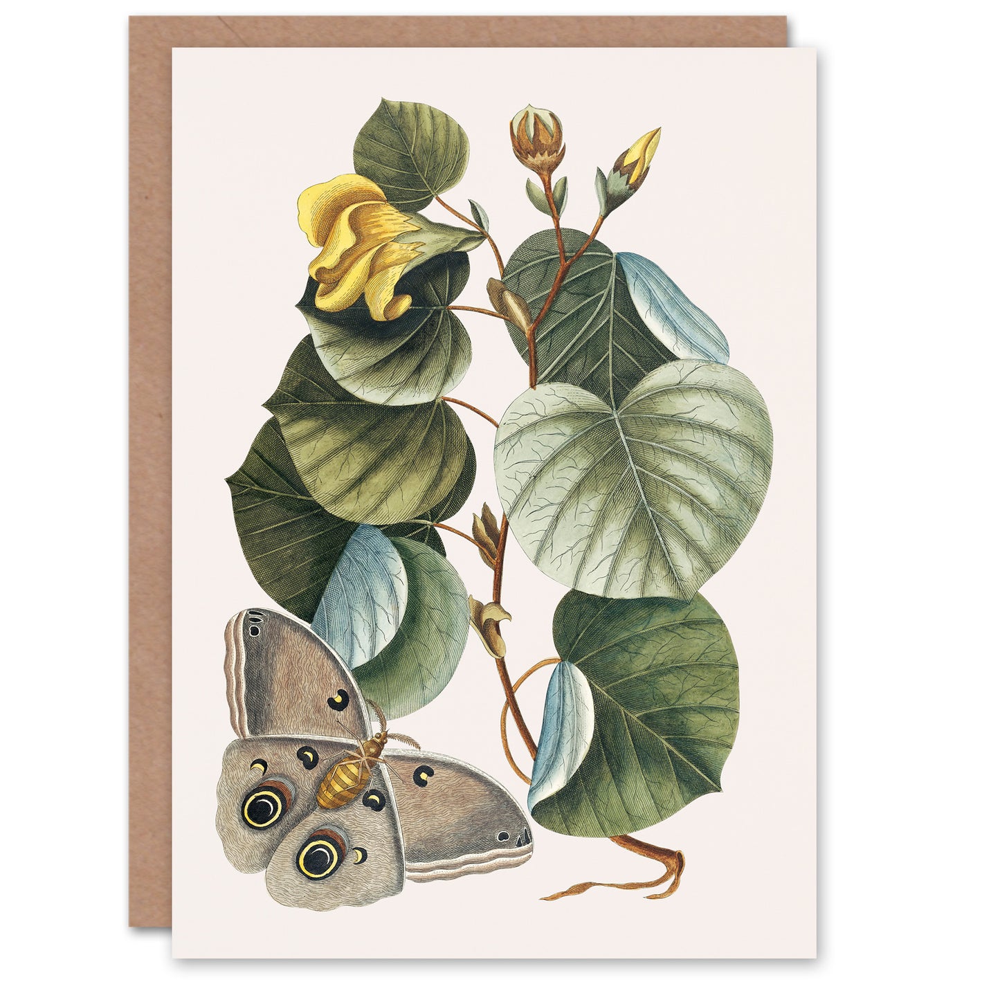 Mark Catesby Art Card Ketmia Hibiscus Flower and Butterfly