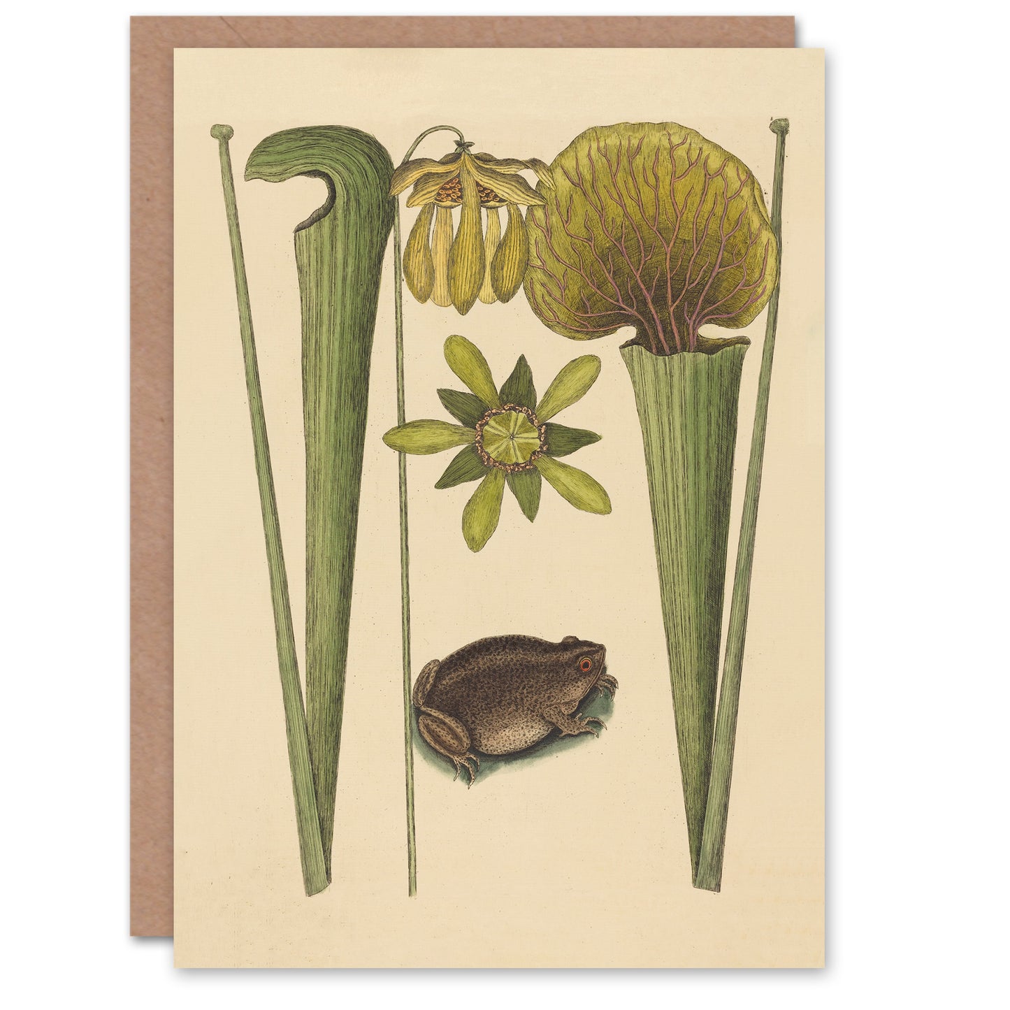 Catesby Art Card Land Frog and Sarracenia Pitcher Plant
