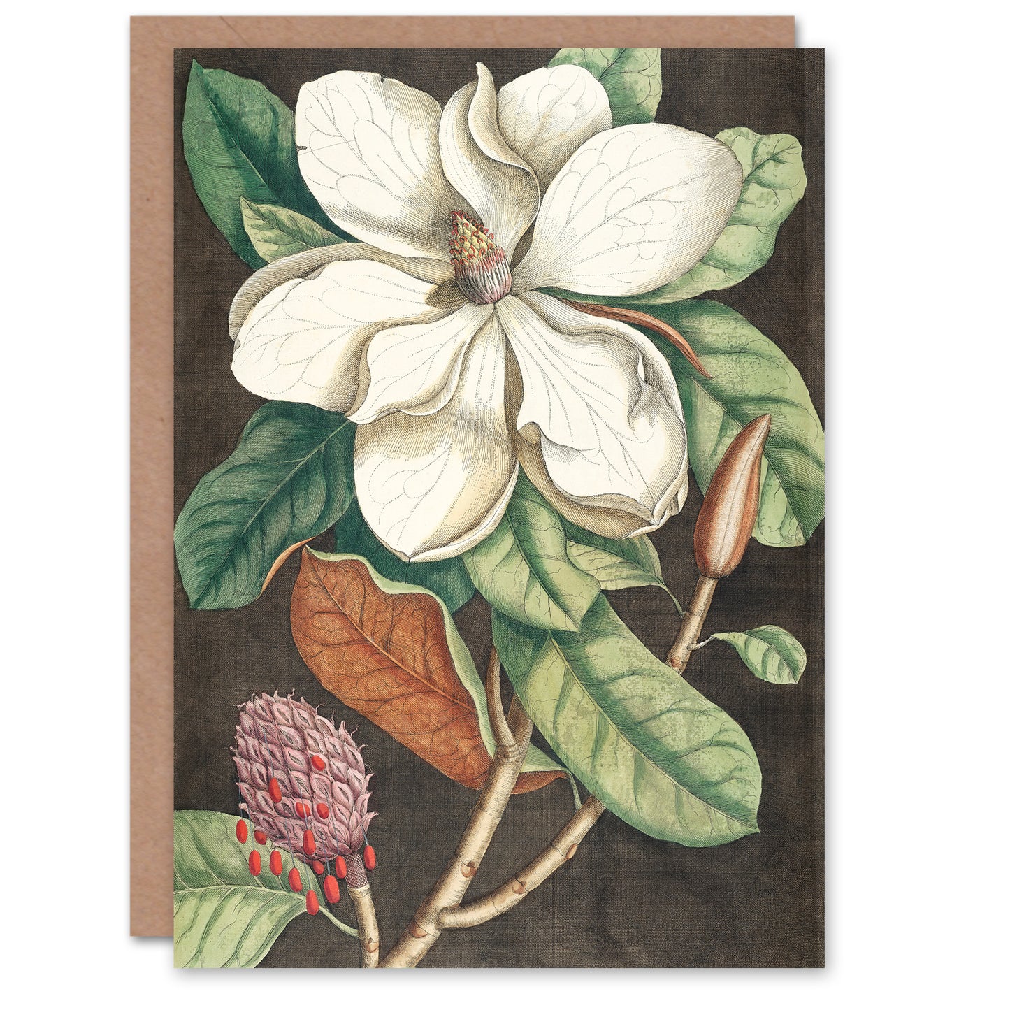 Catesby Art Card Altissima Flower Laurel Tree Magnolia
