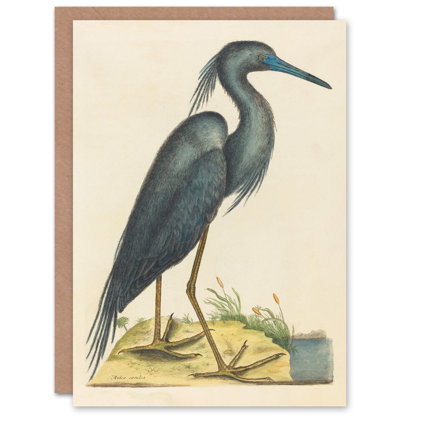 Catesby Art Card Blue Heron Natural History Illustration