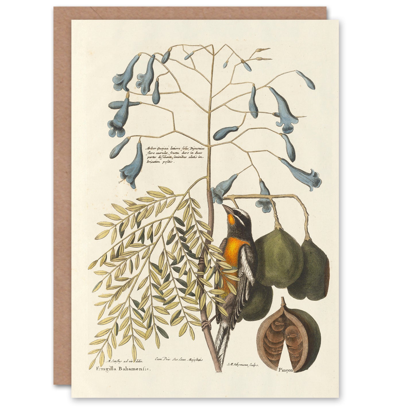 Mark Catesby Art Card Vintage Bird and Plant Illustration