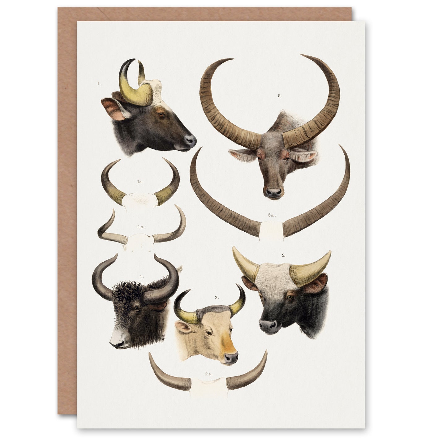 Lydekker Art Card Bovine Animal Horns Vintage Illustration