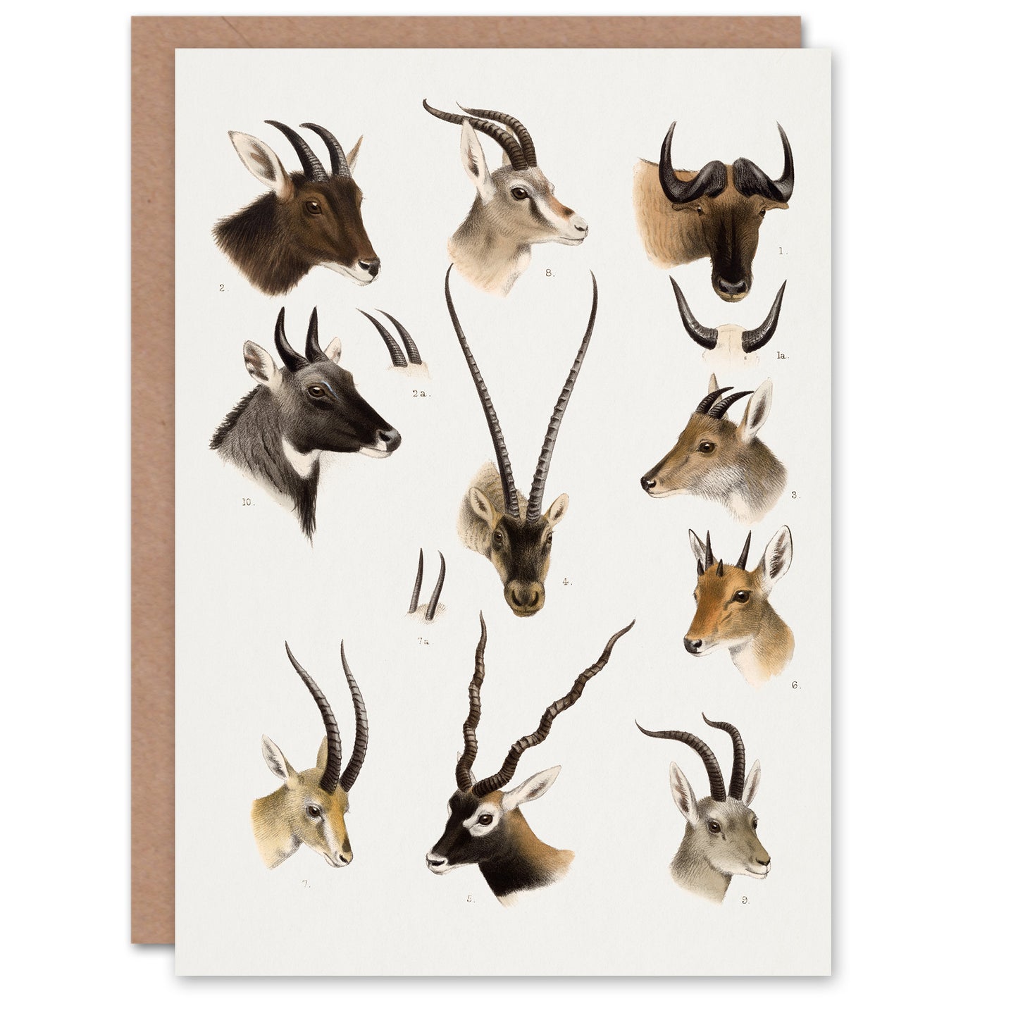 Richard Lydekker Art Card Bovidae Animals Vintage Illustration