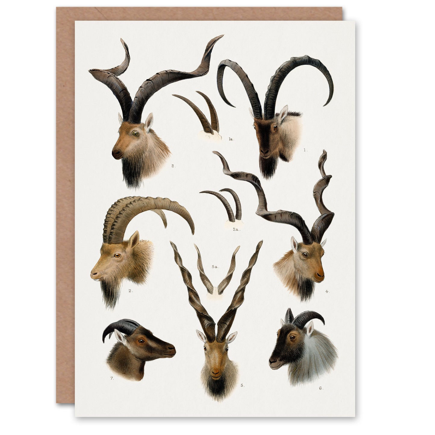 Richard Lydekker Art Card Vintage Illustration Bovidae Animals