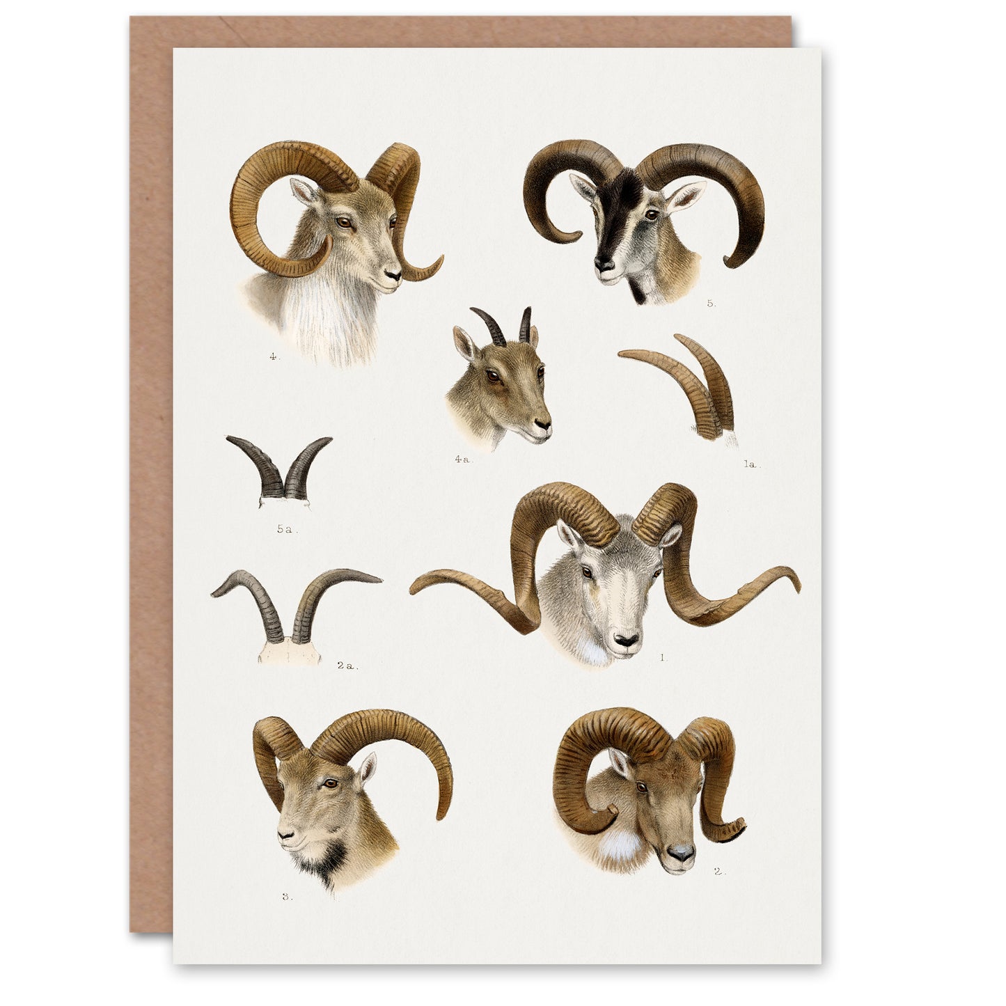 Richard Lydekker Art Card Wild Bovidae Vintage Illustration