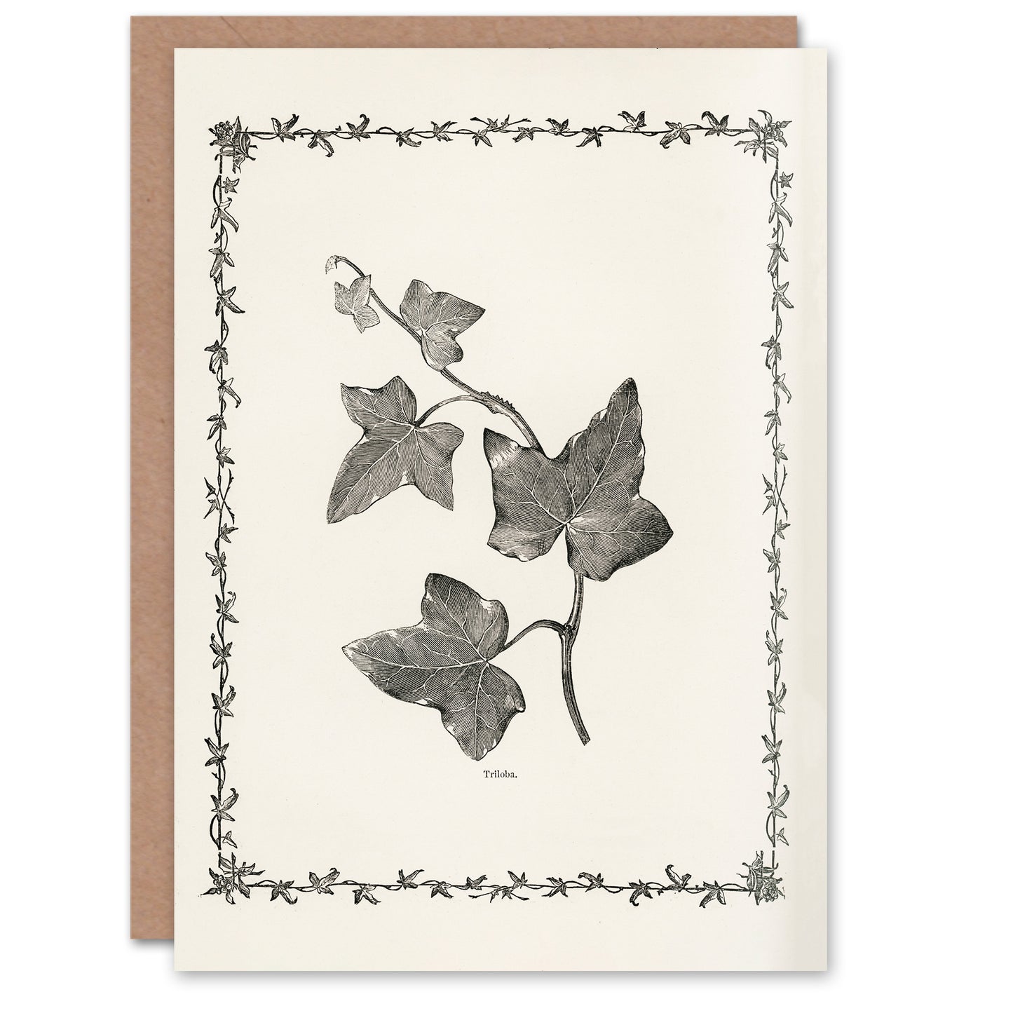 Hibberd Art Card Vintage Botanical Ipomoea Triloba Leaves