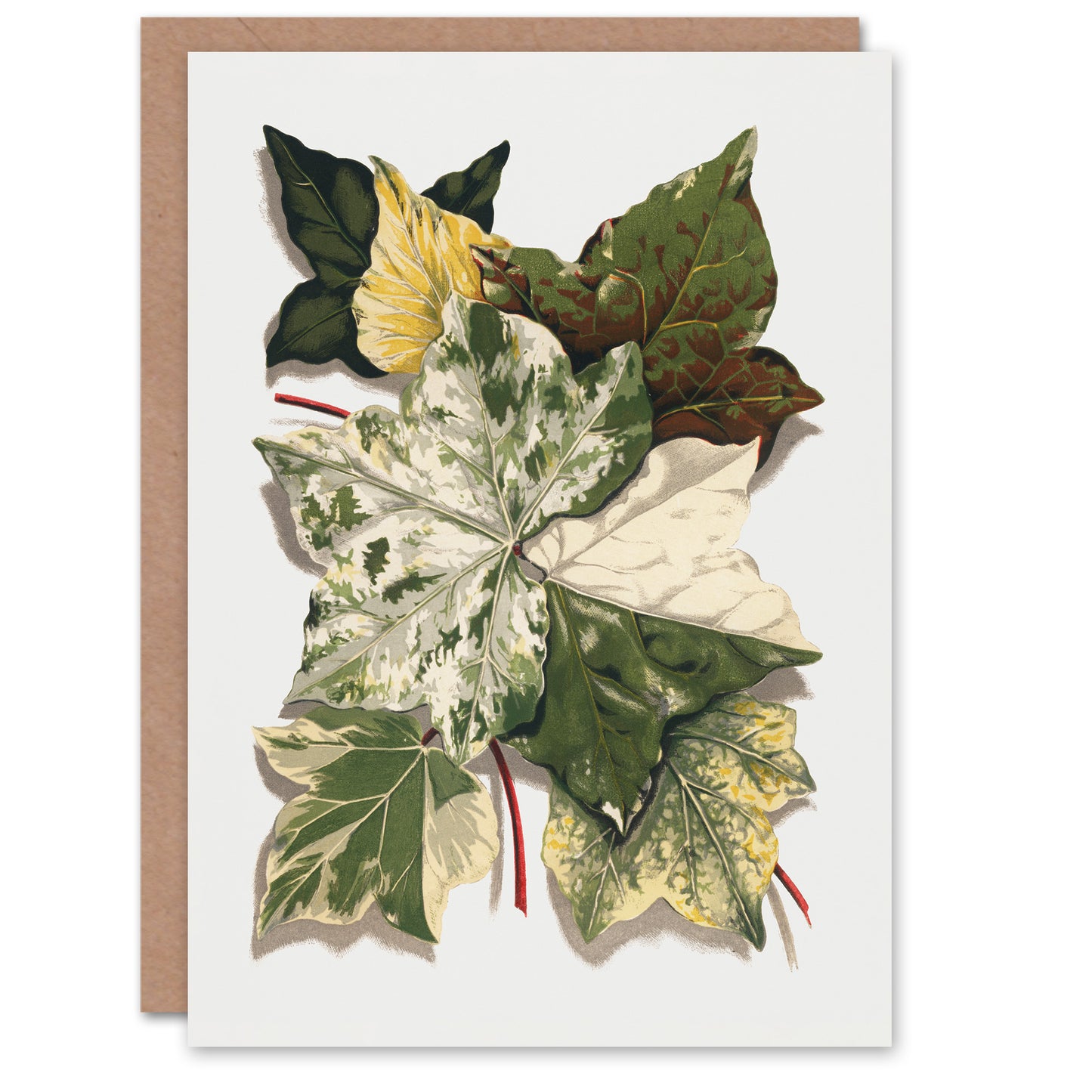 Hibberd Art Card Various Ivy Leaves Watercolour Painting