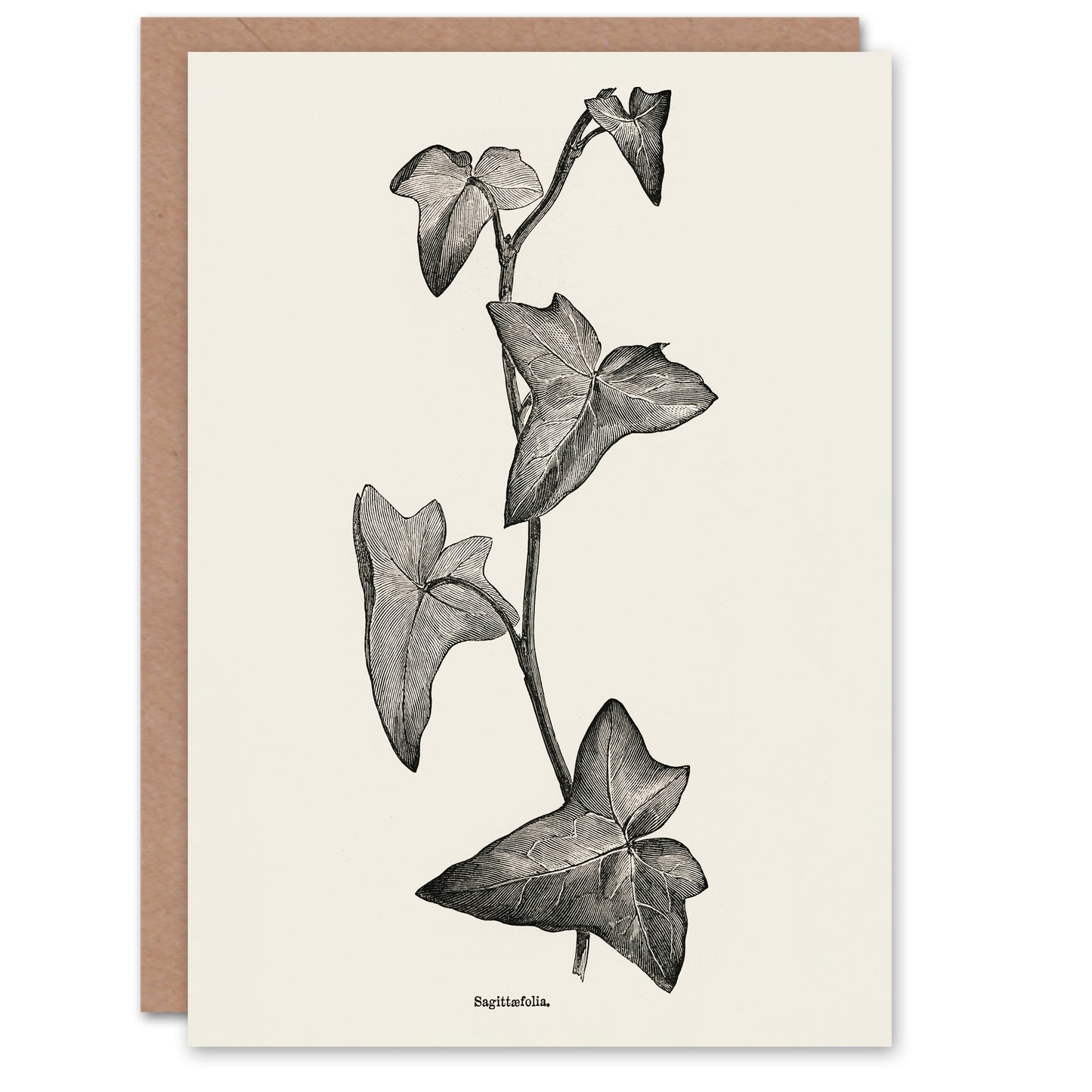 Shirley Hibberd Art Card Vintage Botanical Sagittifolia Ivy