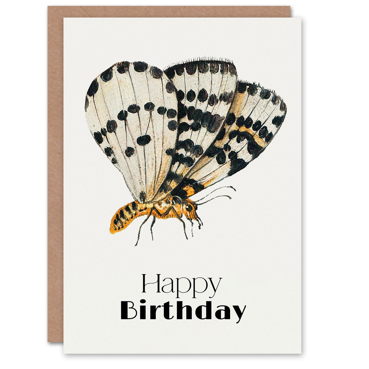Jan Van Kessel Birthday Card Study of Spotted Butterfly