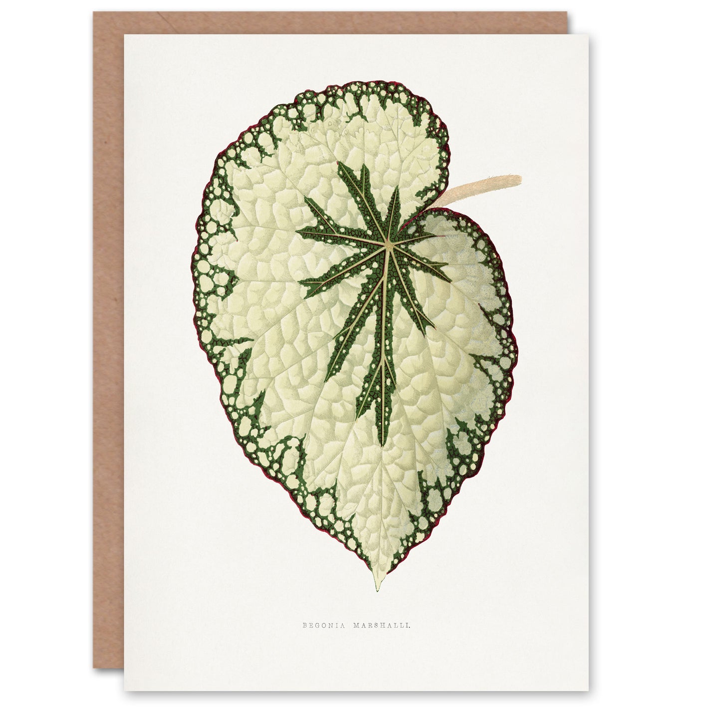 AF Lydon Benjamin Fawcett Begonia Marshall Leaf Art Greeting Card