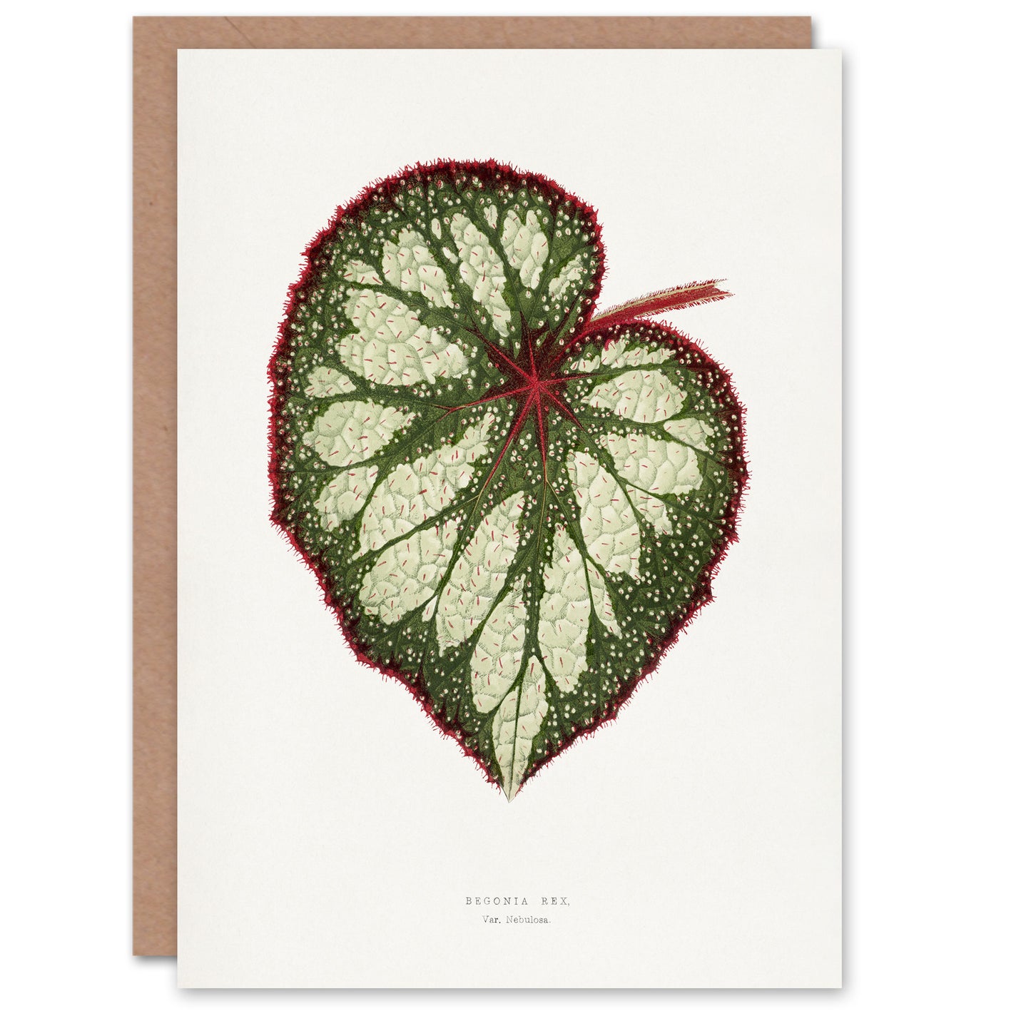 AF Lydon Benjamin Fawcett Begonia Rex Leaf Art Greeting Card