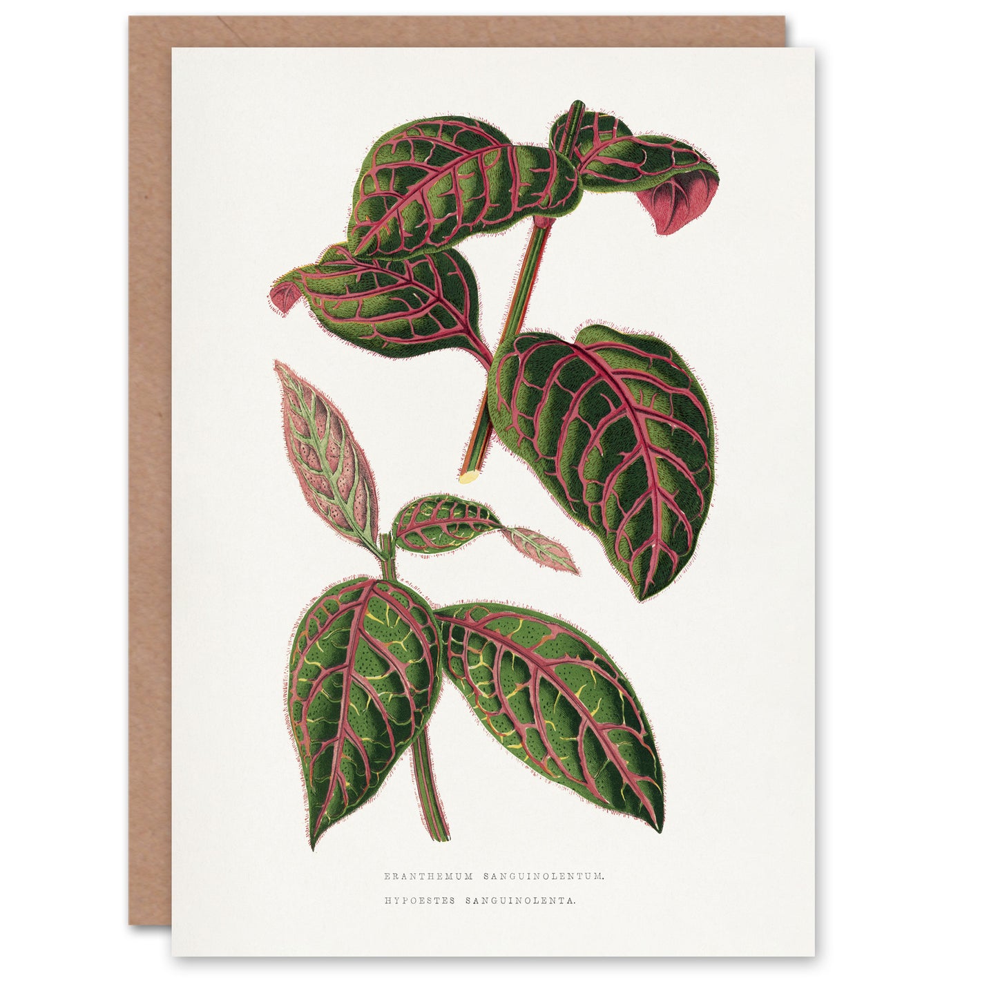 AF Lydon B Fawcett Eranthemum Sanguinolentum Leaves Art Greeting Card