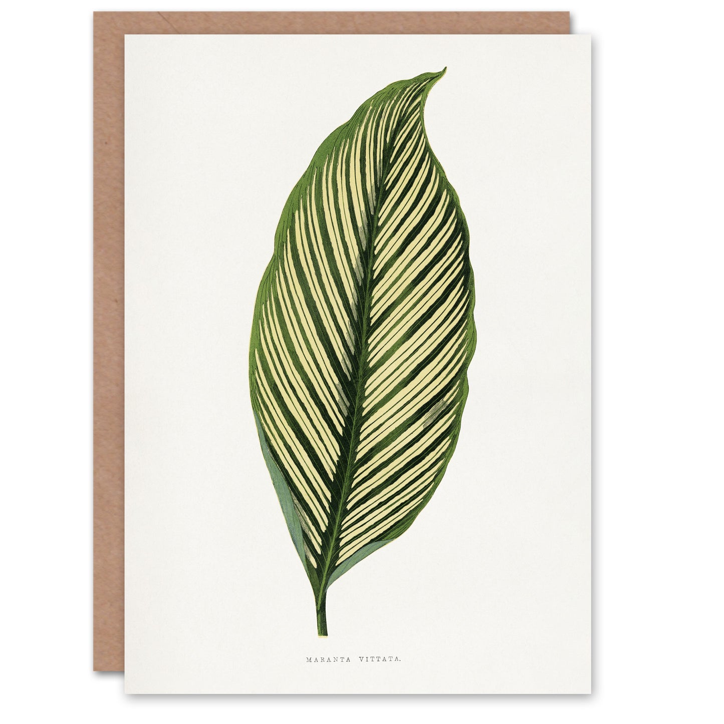 AF Lydon Benjamin Fawcett Maranta Vittata Leaf Art Greeting Card
