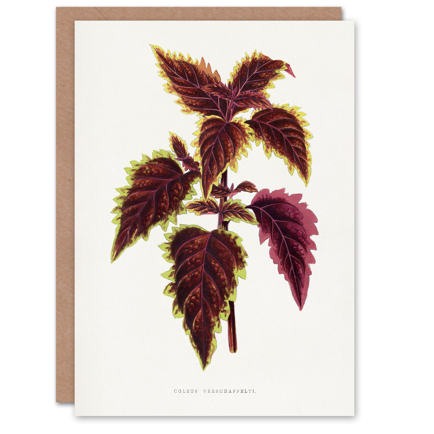 AF Lydon Benjamin Fawcett Red Coleus Plant Leaf Art Greeting Card