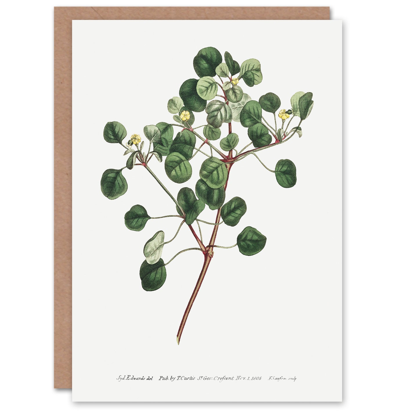 Francis Sansom Manchineel Berry Flowering Plant Art Greeting Card