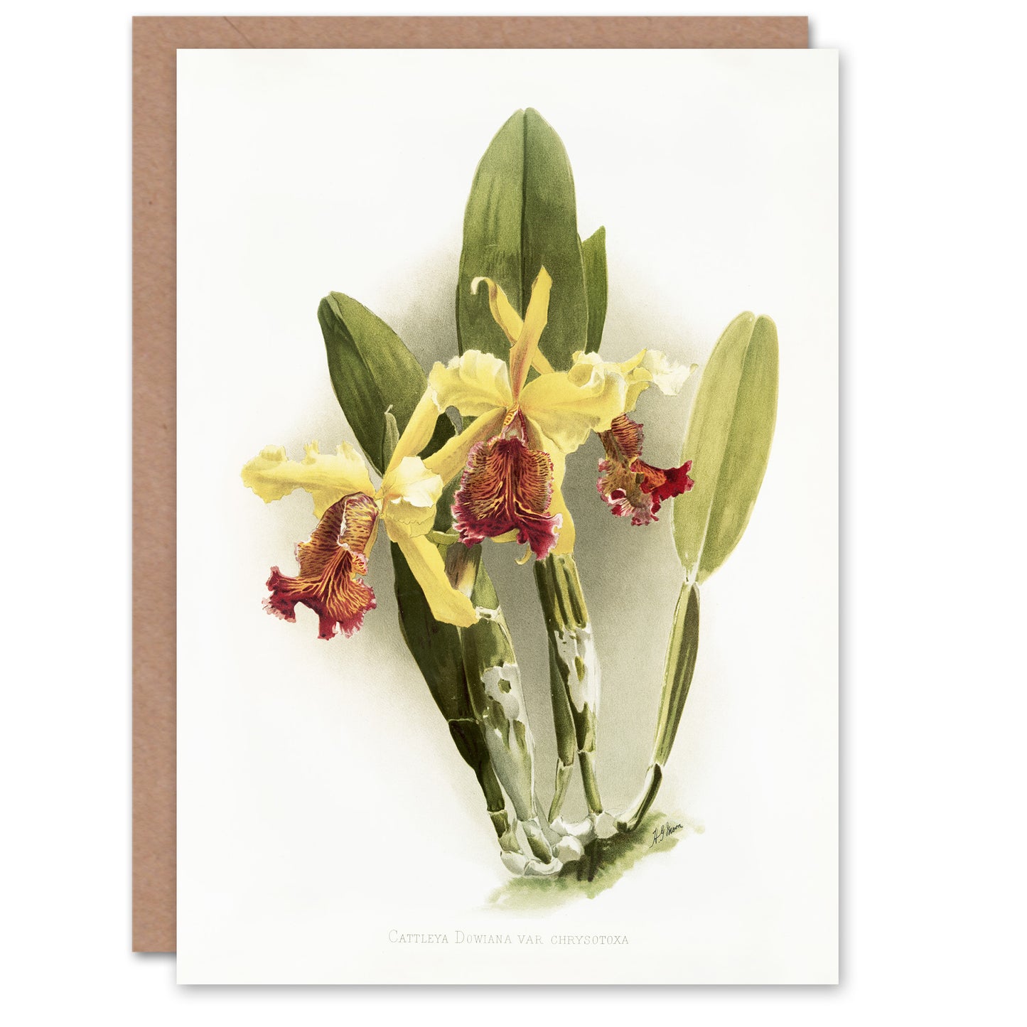 F Sander Cattleya Dowiana Var Chrysotoxum Orchid Art Greeting Card
