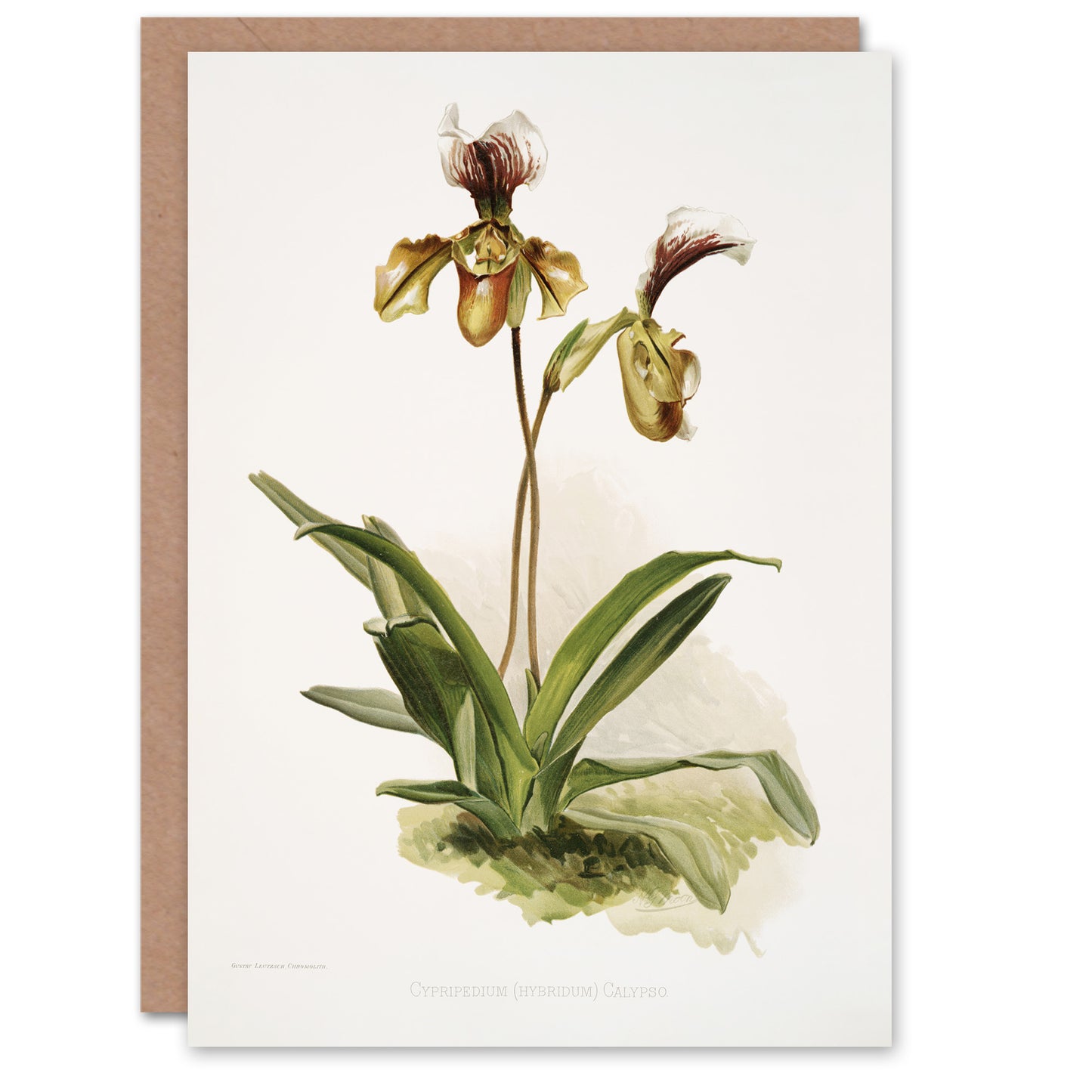 Frederick Sander Cypripedium Calypso Orchid Flowers Art Greeting Card
