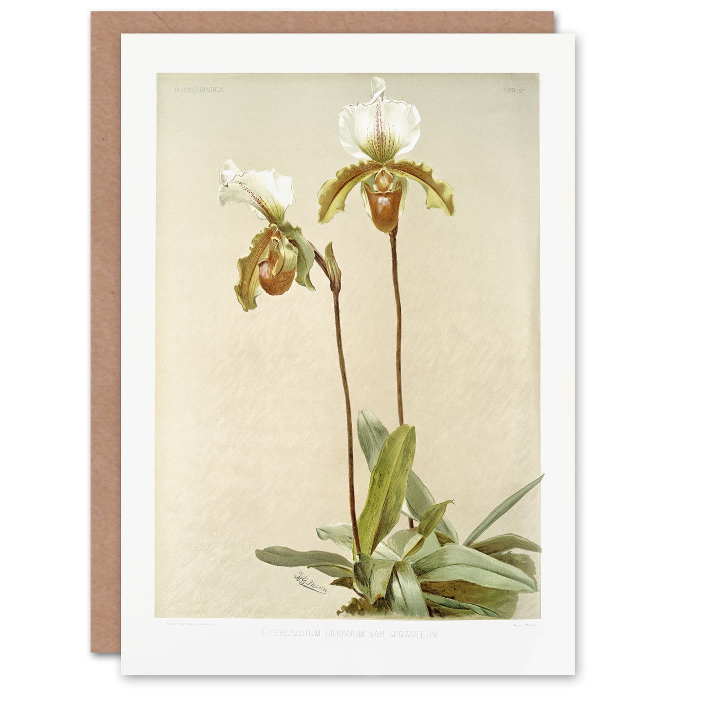 F Sander Cypripedium Leeanum Var Giganteum Orchid Art Greeting Card