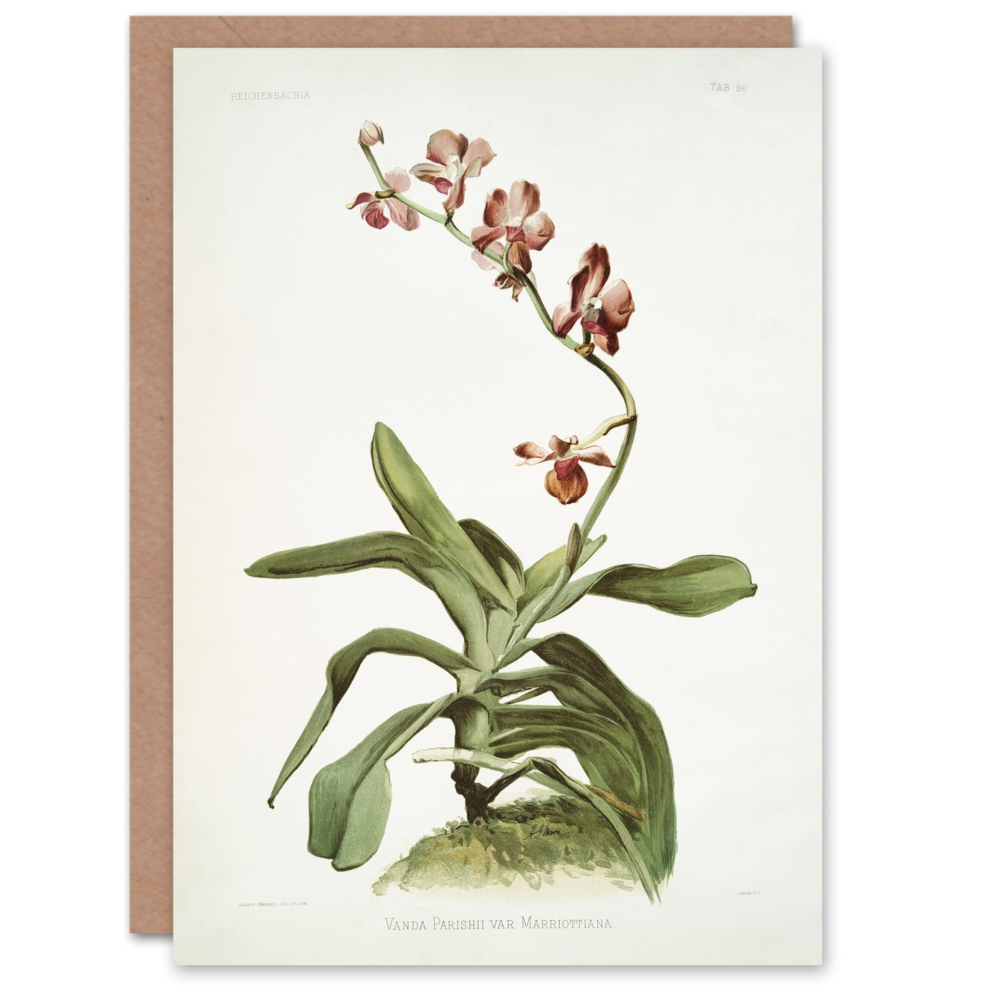 F Sander Marriotts Phalaenopsis Orchid Flowers Art Greeting Card